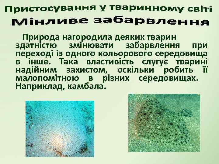Природа нагородила деяких тварин здатністю змінювати забарвлення при переході із одного кольорового середовища в