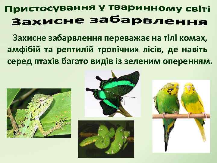 Захисне забарвлення переважає на тілі комах, амфібій та рептилій тропічних лісів, де навіть серед