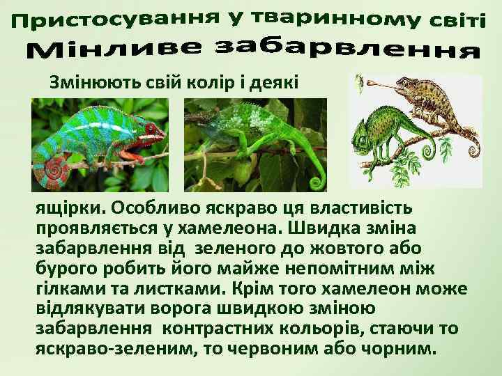 Змінюють свій колір і деякі ящірки. Особливо яскраво ця властивість проявляється у хамелеона. Швидка