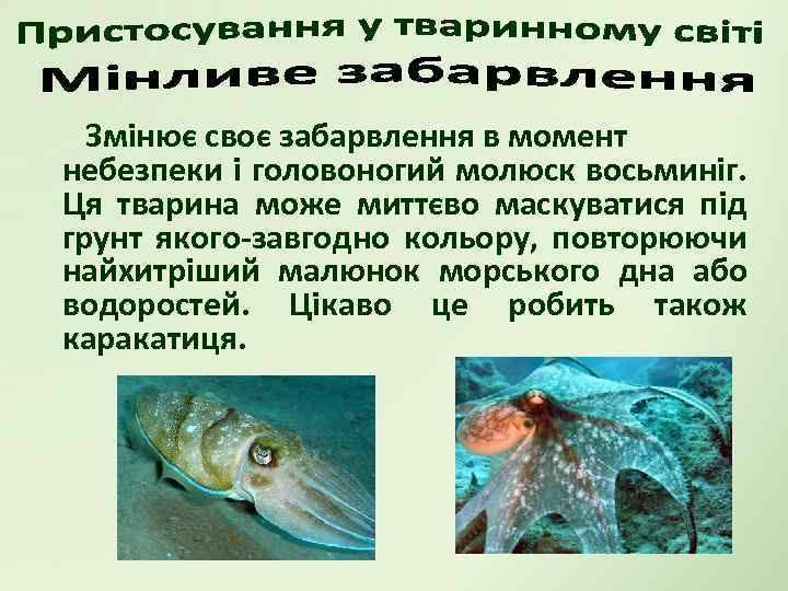 Змінює своє забарвлення в момент небезпеки і головоногий молюск восьминіг. Ця тварина може миттєво