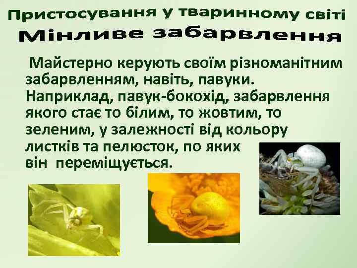 Майстерно керують своїм різноманітним забарвленням, навіть, павуки. Наприклад, павук-бокохід, забарвлення якого стає то білим,