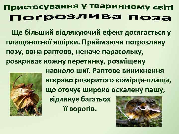 Ще більший відлякуючий ефект досягається у плащоносної ящірки. Приймаючи погрозливу позу, вона раптово, неначе