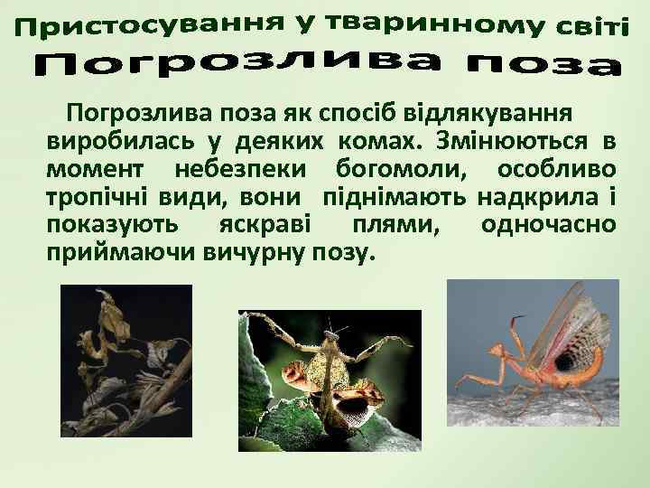 Погрозлива поза як спосіб відлякування виробилась у деяких комах. Змінюються в момент небезпеки богомоли,