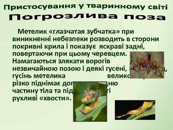 Метелик «глазчатая зубчатка» при виникненні небезпеки розводить в сторони покривні крила і показує яскраві