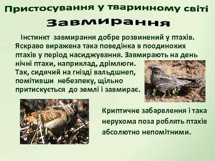 Інстинкт завмирання добре розвинений у птахів. Яскраво виражена така поведінка в поодиноких птахів у