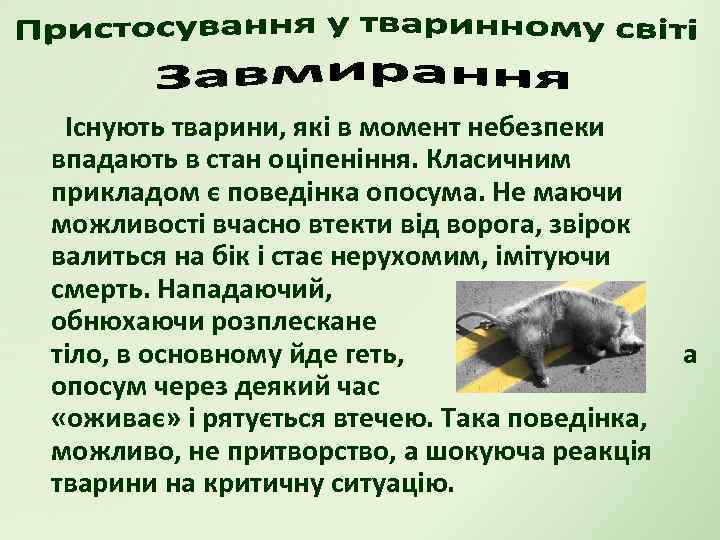Існують тварини, які в момент небезпеки впадають в стан оціпеніння. Класичним прикладом є поведінка