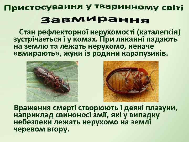 Стан рефлекторної нерухомості (каталепсія) зустрічається і у комах. При ляканні падають на землю та