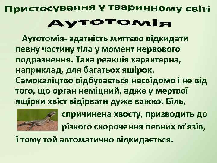 Аутотомія- здатність миттєво відкидати певну частину тіла у момент нервового подразнення. Така реакція характерна,