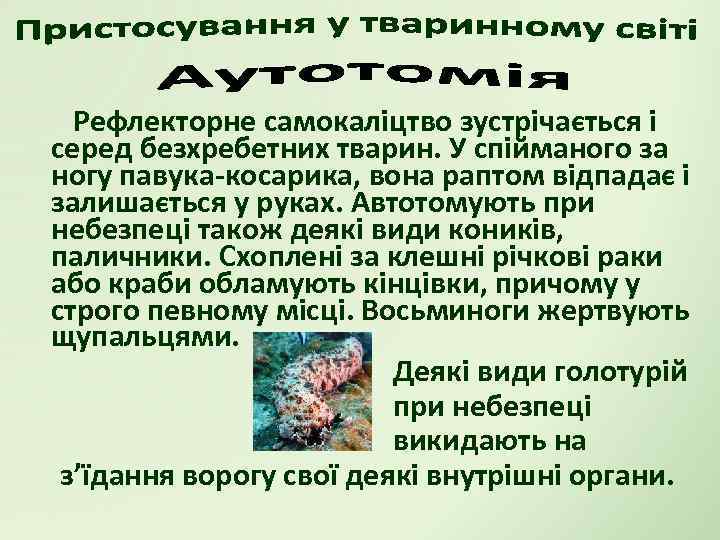Рефлекторне самокаліцтво зустрічається і серед безхребетних тварин. У спійманого за ногу павука-косарика, вона раптом