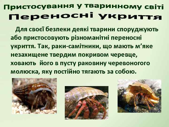 Для своєї безпеки деякі тварини споруджують або пристосовують різноманітні переносні укриття. Так, раки-самітники, що