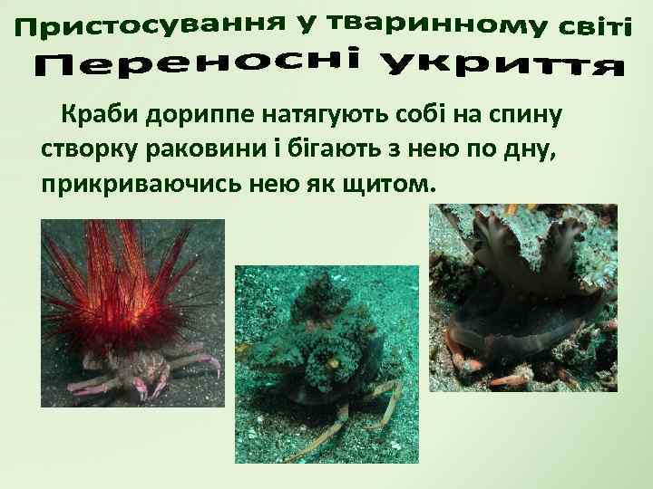 Краби дориппе натягують собі на спину створку раковини і бігають з нею по дну,