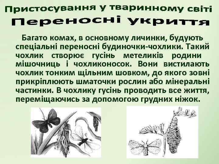 Багато комах, в основному личинки, будують спеціальні переносні будиночки-чохлики. Такий чохлик створює гусінь метеликів