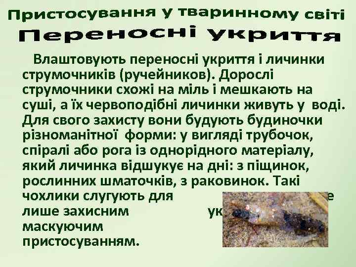 Влаштовують переносні укриття і личинки струмочників (ручейников). Дорослі струмочники схожі на міль і мешкають