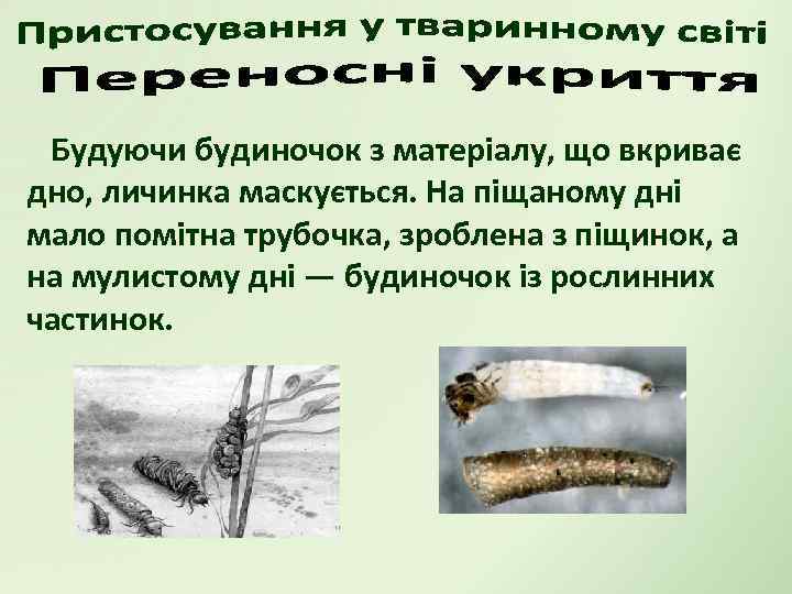 Будуючи будиночок з матеріалу, що вкриває дно, личинка маскується. На піщаному дні мало помітна