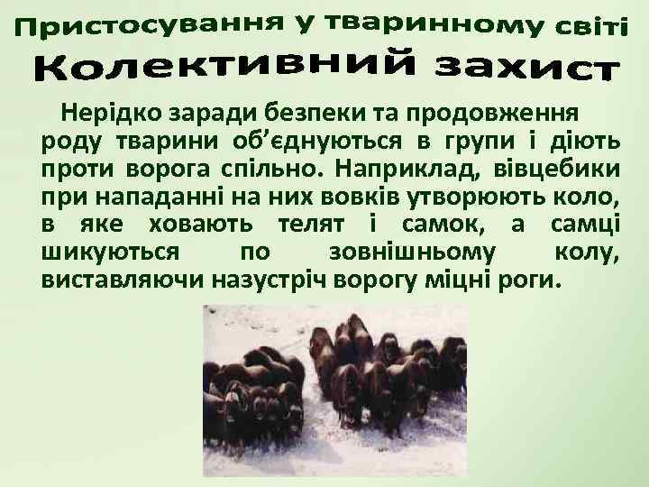 Нерідко заради безпеки та продовження роду тварини об’єднуються в групи і діють проти ворога