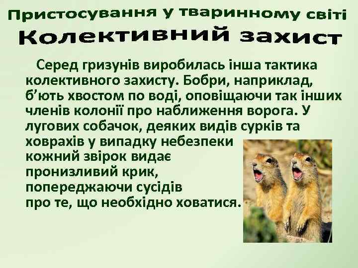Серед гризунів виробилась інша тактика колективного захисту. Бобри, наприклад, б’ють хвостом по воді, оповіщаючи