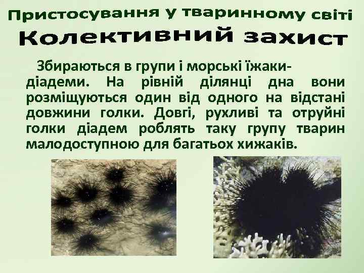 Збираються в групи і морські їжакидіадеми. На рівній ділянці дна вони розміщуються один від