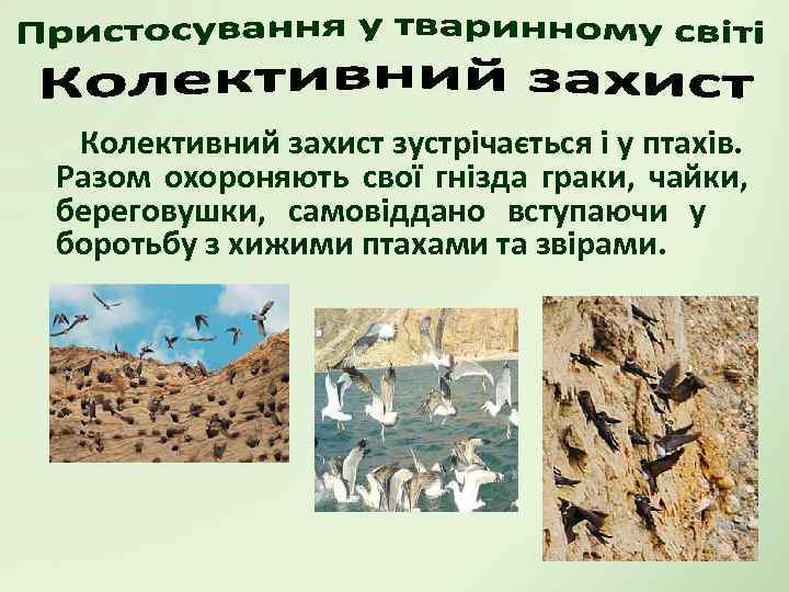 Колективний захист зустрічається і у птахів. Разом охороняють свої гнізда граки, чайки, береговушки, самовіддано