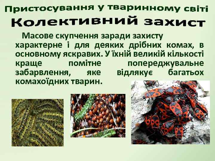 Масове скупчення заради захисту характерне і для деяких дрібних комах, в основному яскравих. У