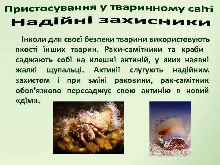 Інколи для своєї безпеки тварини використовують якості інших тварин. Раки-самітники та краби саджають собі