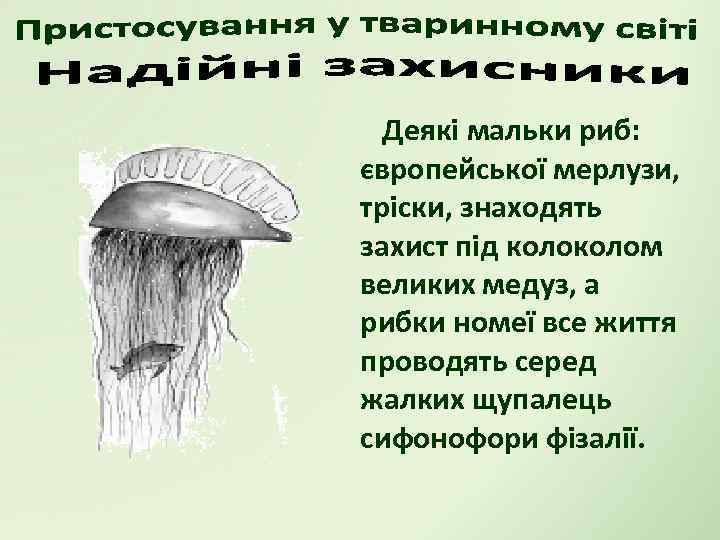 Деякі мальки риб: європейської мерлузи, тріски, знаходять захист під колом великих медуз, а рибки