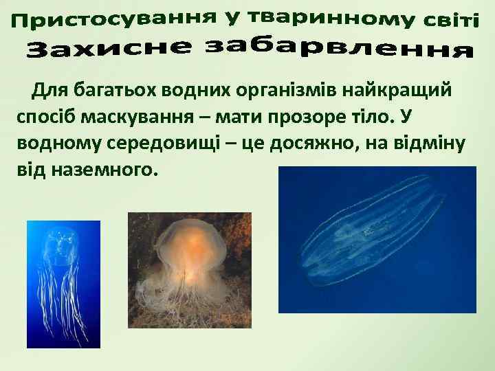 Для багатьох водних організмів найкращий спосіб маскування – мати прозоре тіло. У водному середовищі