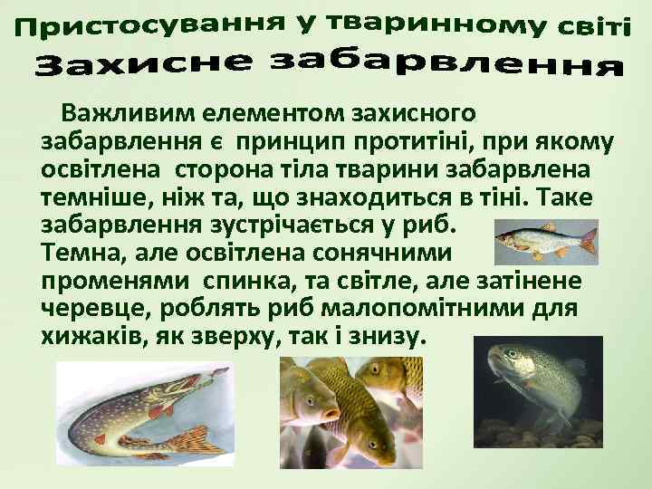 Важливим елементом захисного забарвлення є принцип протитіні, при якому освітлена сторона тіла тварини забарвлена