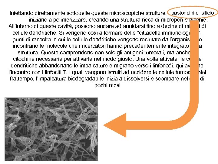 Iniettando direttamente sottopelle queste microscopiche strutture, i bastoncini di silicio iniziano a polimerizzare, creando