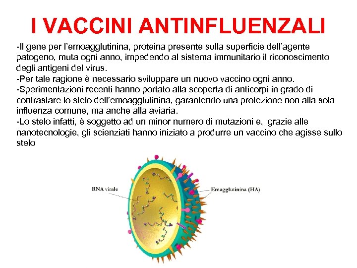 I VACCINI ANTINFLUENZALI -Il gene per l’emoagglutinina, proteina presente sulla superficie dell’agente patogeno, muta