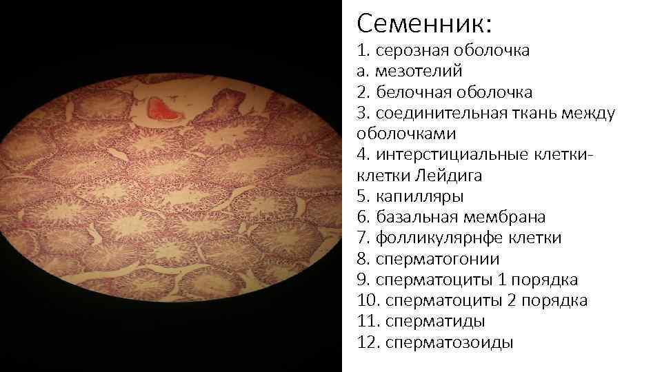 Семенник: 1. серозная оболочка а. мезотелий 2. белочная оболочка 3. соединительная ткань между оболочками