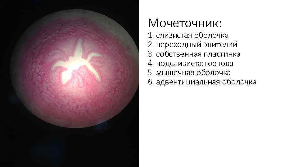 Мочеточник: 1. слизистая оболочка 2. переходный эпителий 3. собственная пластинка 4. подслизистая основа 5.