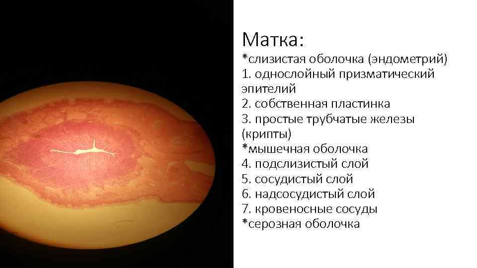 Матка: *слизистая оболочка (эндометрий) 1. однослойный призматический эпителий 2. собственная пластинка 3. простые трубчатые
