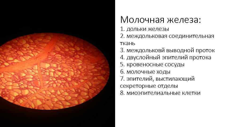 Молочная железа: 1. дольки железы 2. междольковая соединительная ткань 3. междольковй выводной проток 4.