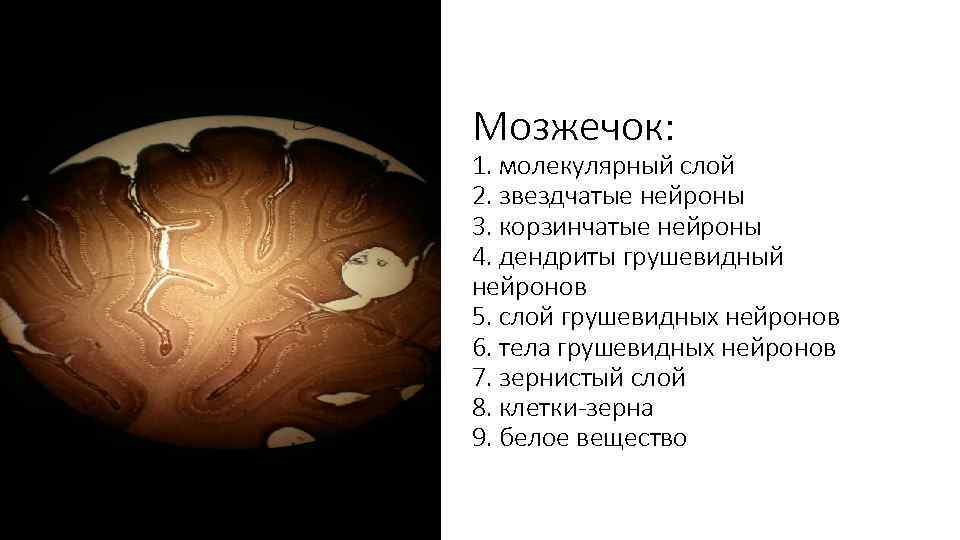 Мозжечок: 1. молекулярный слой 2. звездчатые нейроны 3. корзинчатые нейроны 4. дендриты грушевидный нейронов