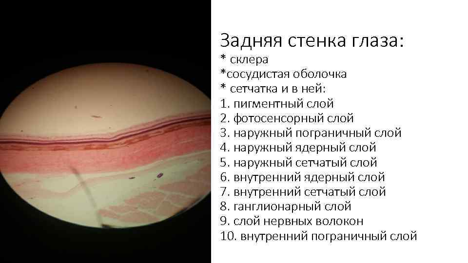 Задняя стенка глаза: * склера *сосудистая оболочка * сетчатка и в ней: 1. пигментный