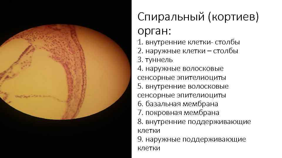 Спиральный (кортиев) орган: 1. внутренние клетки- столбы 2. наружные клетки – столбы 3. туннель