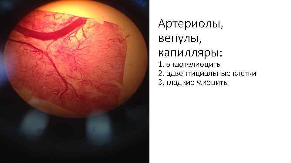 Артериолы, венулы, капилляры: 1. эндотелиоциты 2. адвентициальные клетки 3. гладкие миоциты 