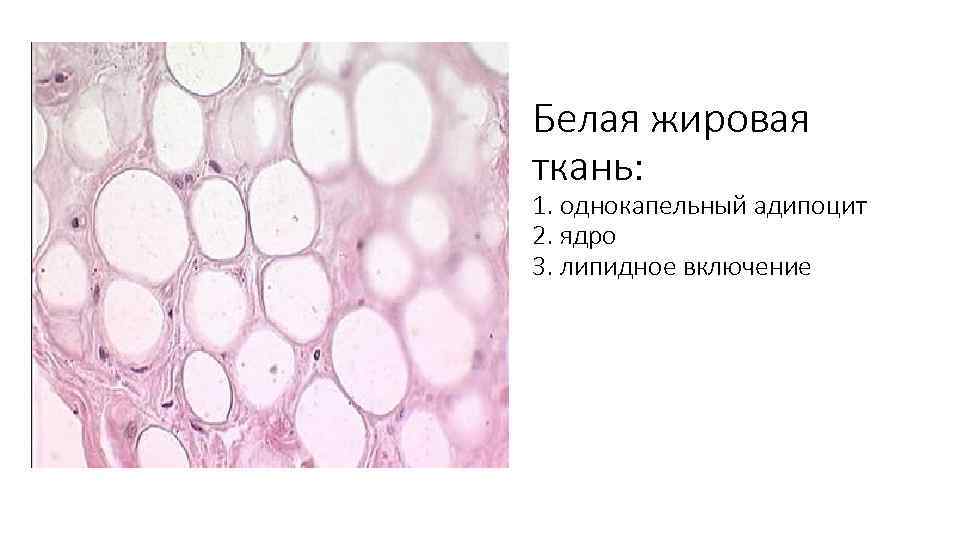 Белая жировая ткань: 1. однокапельный адипоцит 2. ядро 3. липидное включение 
