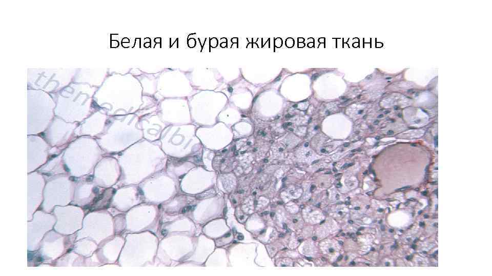 Белая и бурая жировая ткань 