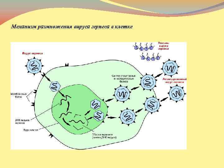 Механизм размножения вируса герпеса в клетке 