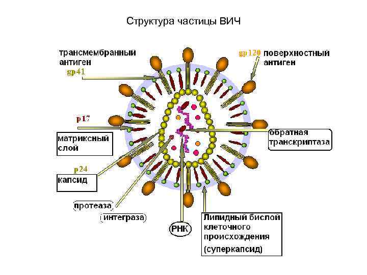 Структура частицы ВИЧ 