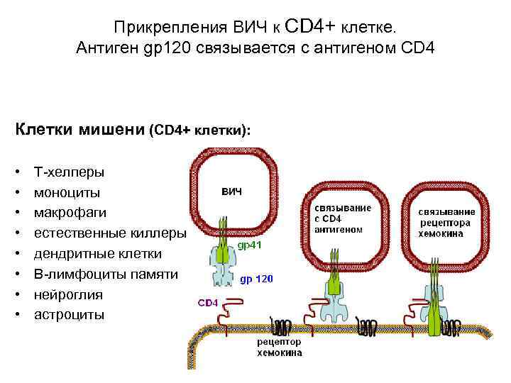 Прикрепления ВИЧ к CD 4+ клетке. Антиген gp 120 связывается с антигеном CD 4