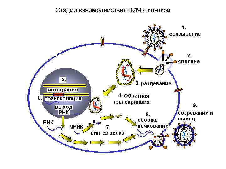 Стадии взаимодействия ВИЧ с клеткой 