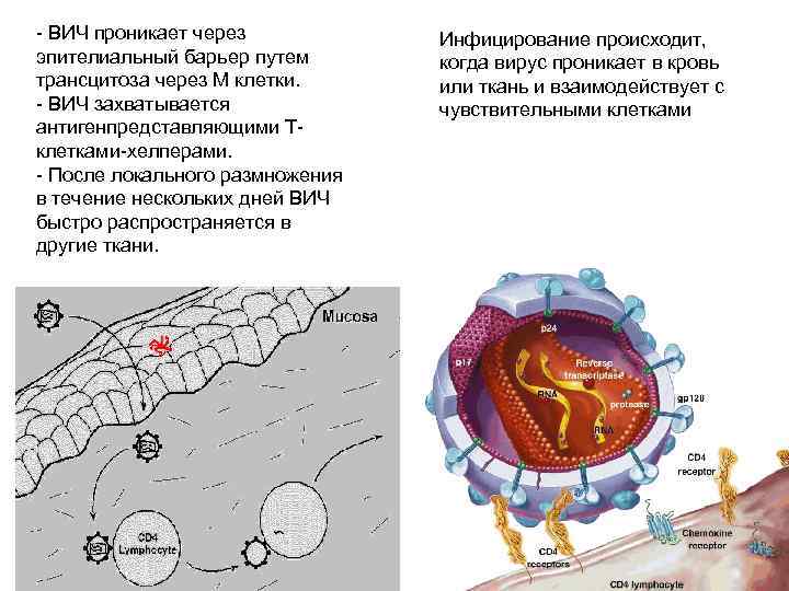 - ВИЧ проникает через эпителиальный барьер путем трансцитоза через M клетки. - ВИЧ захватывается