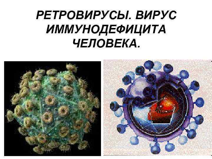 РЕТРОВИРУСЫ. ВИРУС ИММУНОДЕФИЦИТА ЧЕЛОВЕКА. 