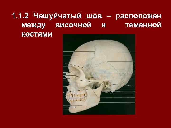 1. 1. 2 Чешуйчатый шов – расположен между височной и теменной костями 