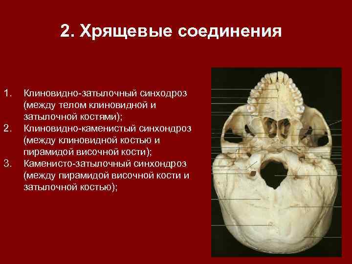 2. Хрящевые соединения 1. 2. 3. Клиновидно-затылочный синходроз (между телом клиновидной и затылочной костями);