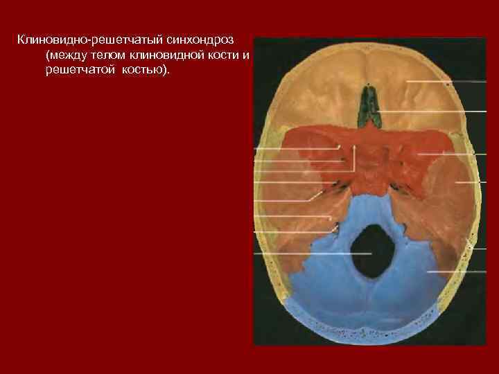 Клиновидно-решетчатый синхондроз (между телом клиновидной кости и решетчатой костью). 