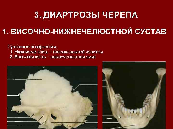 Анатомия внчс презентация