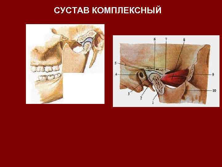 СУСТАВ КОМПЛЕКСНЫЙ 